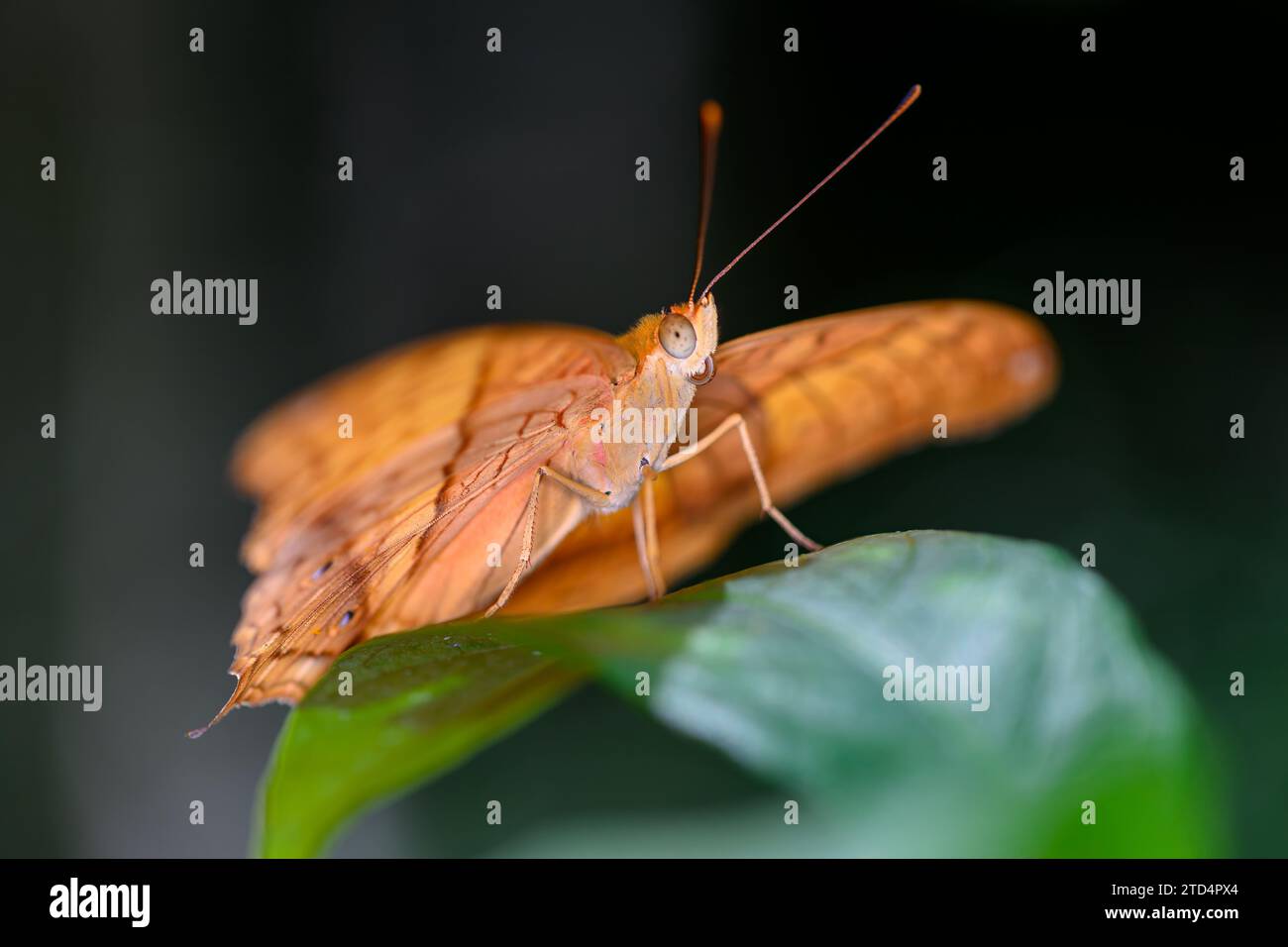 Ein gemeiner Kreuzer-Schmetterling, gefangen in Penang, Malaysia Stockfoto