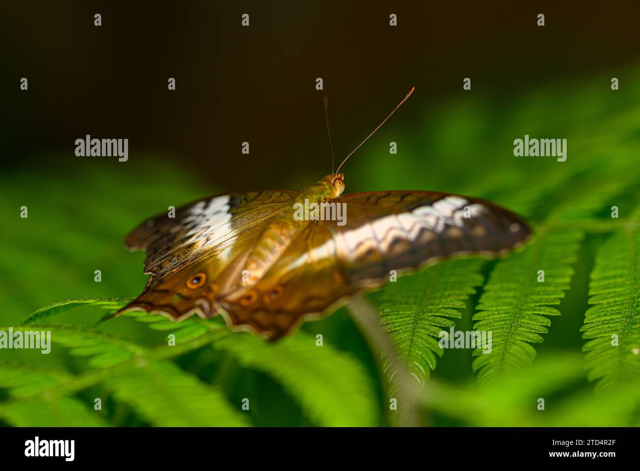 Ein weiblicher gemeiner Kreuzer-Schmetterling, gefangen in Penang, Malaysia Stockfoto