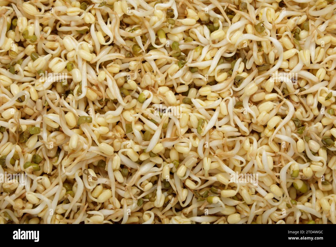 Close Up Flat Lay oder Top Down von Mung Bean Sprossen mit Kopierraum Stockfoto