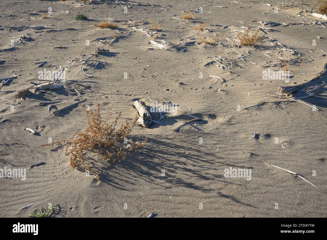 Treibholz wurde an der Küste von Malaga, Spanien, gespült. Stockfoto