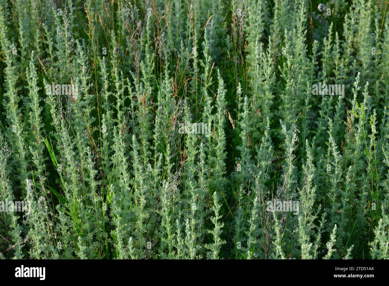 Hintergrund aus einem Zweig junger Wermut in der Natur Stockfoto
