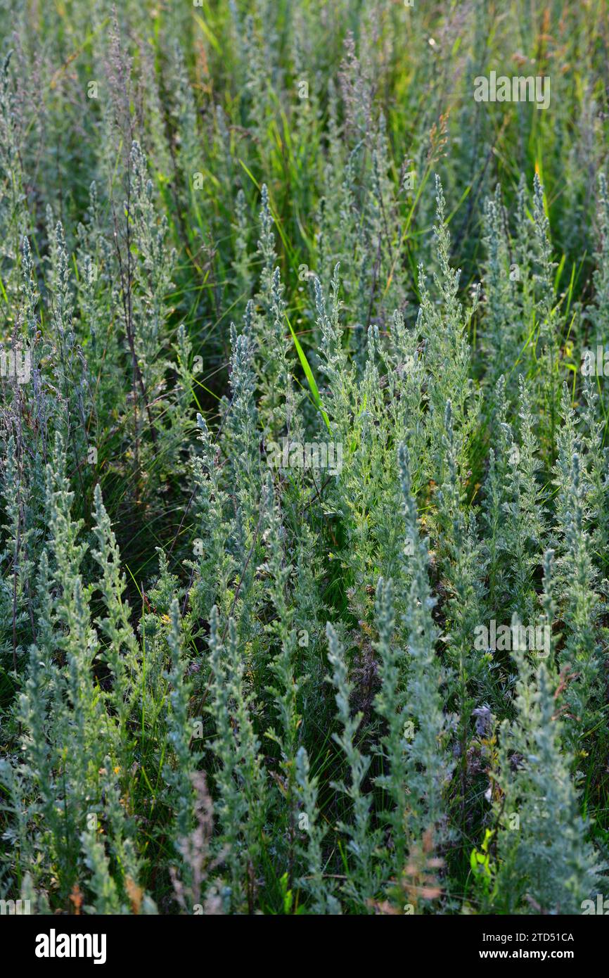 Hintergrund aus einem Zweig junger Wermut in der Natur Stockfoto
