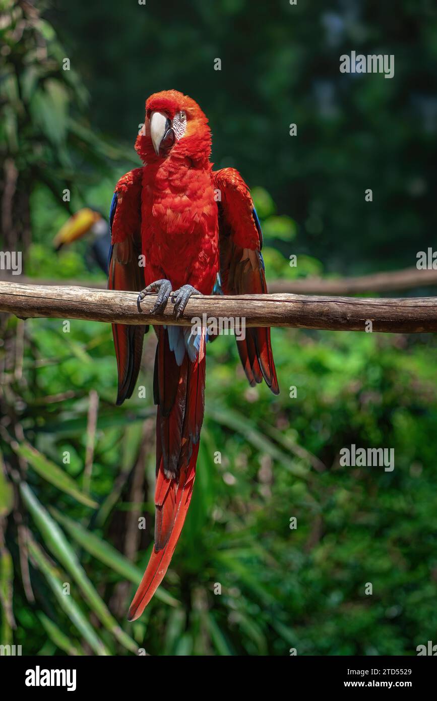 Scharlach-Ara-Vogel (Ara macao) Stockfoto