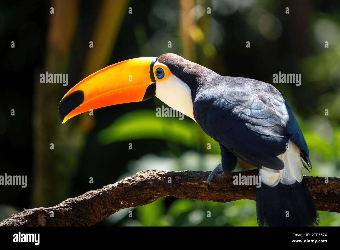 Toco Toucan Bird (Ramphastos toco) Stockfoto