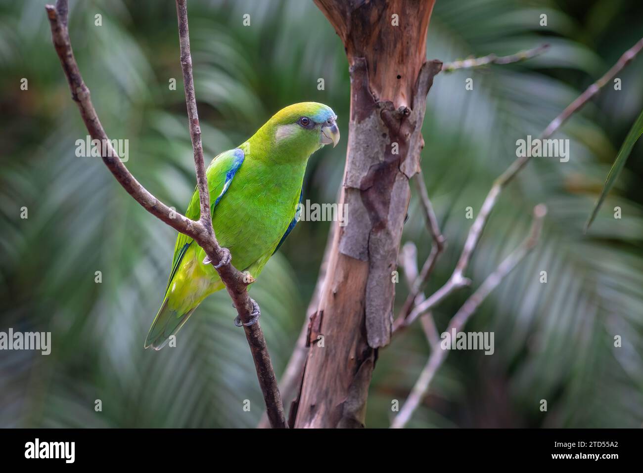 Gepileerter Papagei (Pionopsitta pileata) Stockfoto