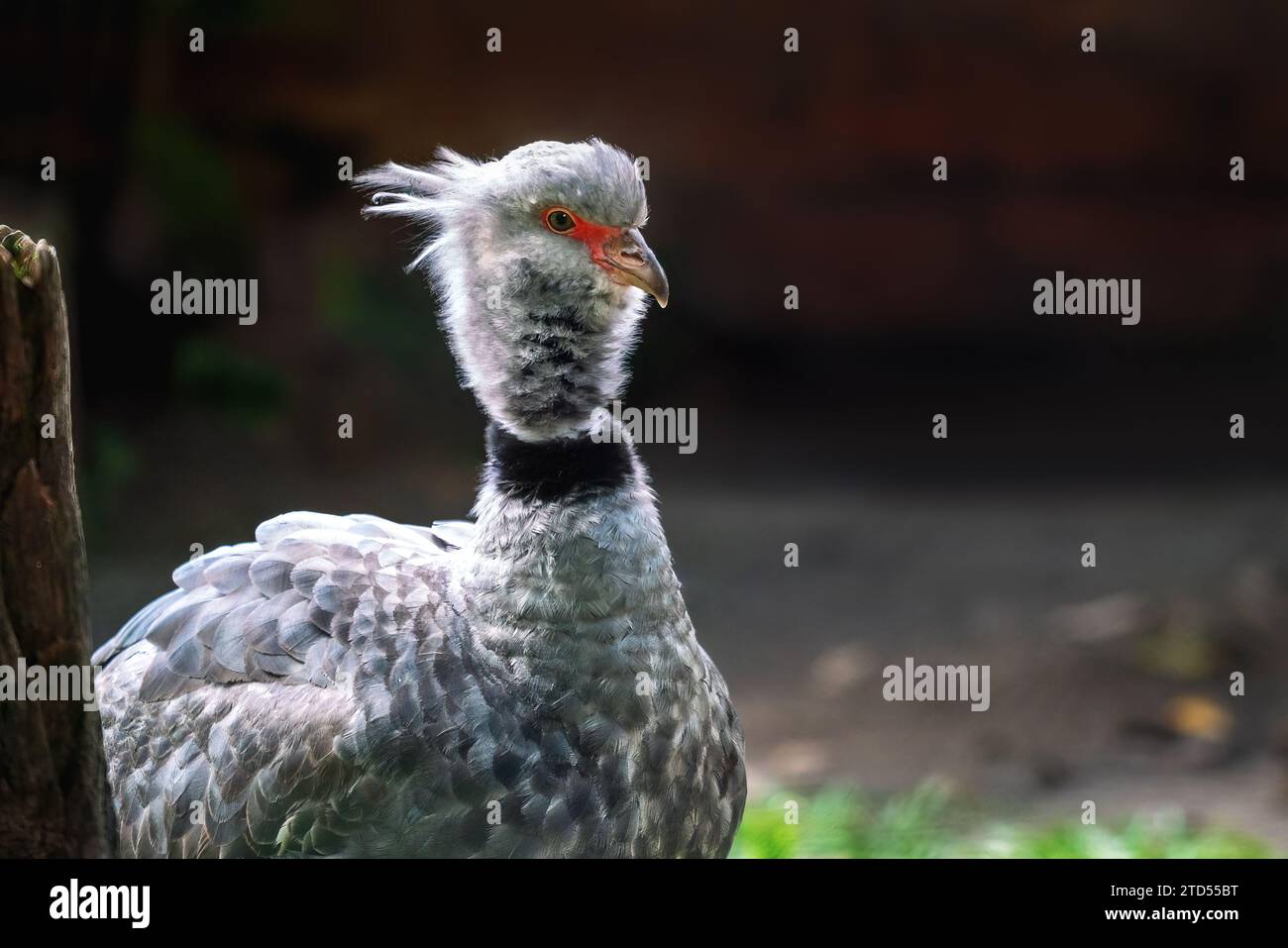 Südlicher Screamer-Vogel (Chauna torquata) Stockfoto