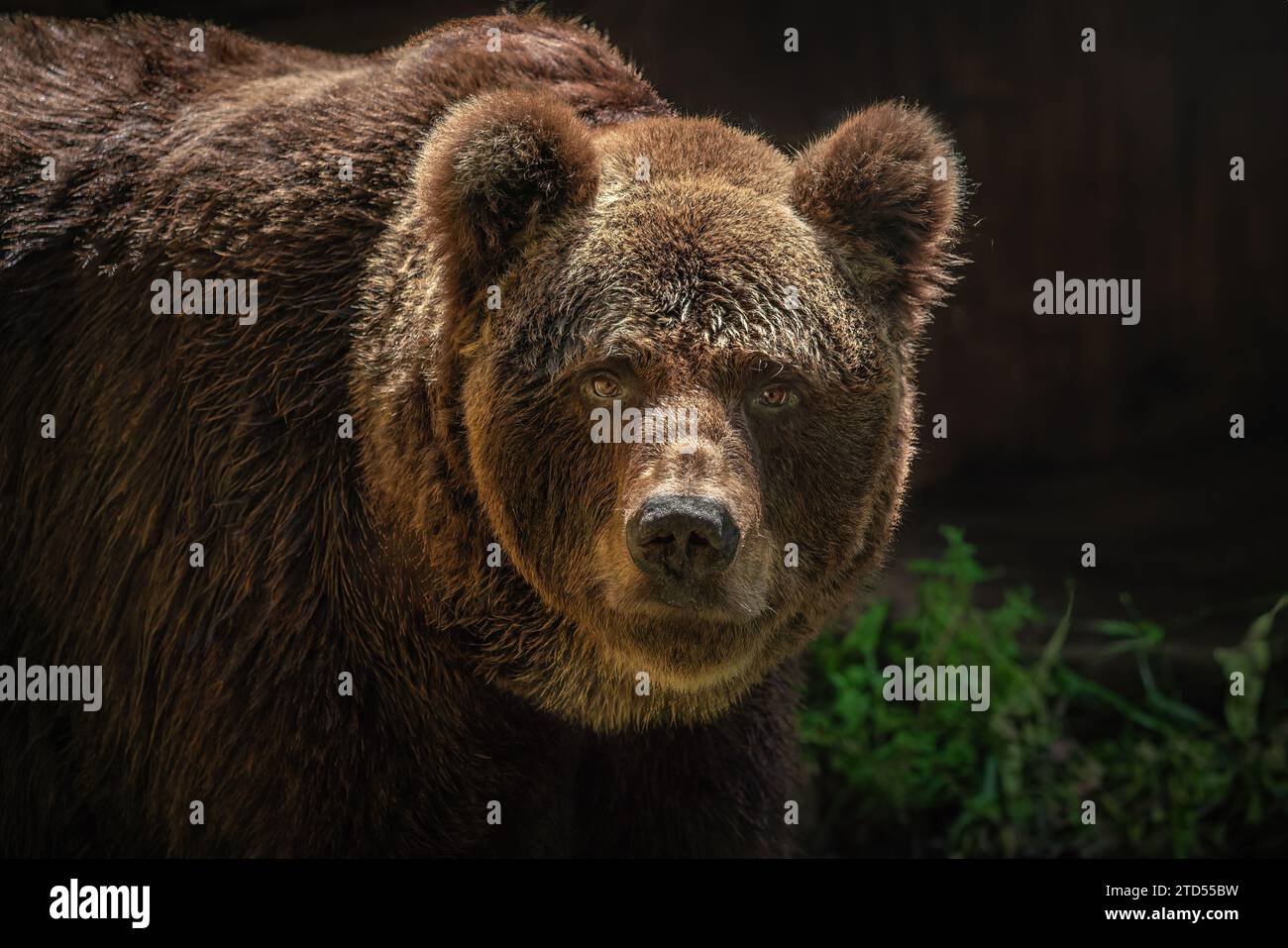 Braunbär Porträt (Ursus arctos) oder Grizzlybär Stockfoto