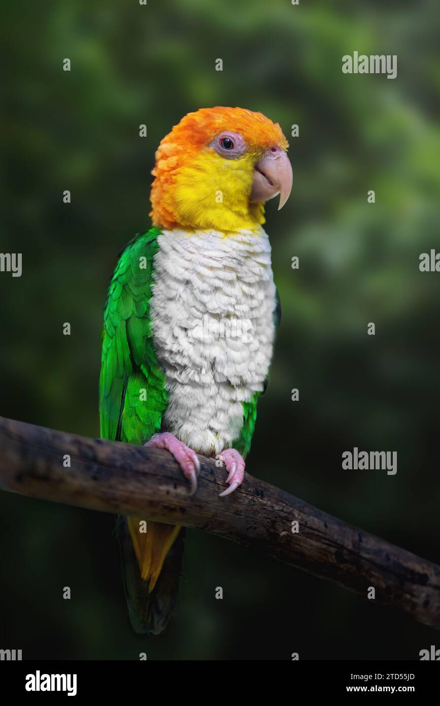 Weißbauchpapageienvogel (Pionites leucogaster) Stockfoto