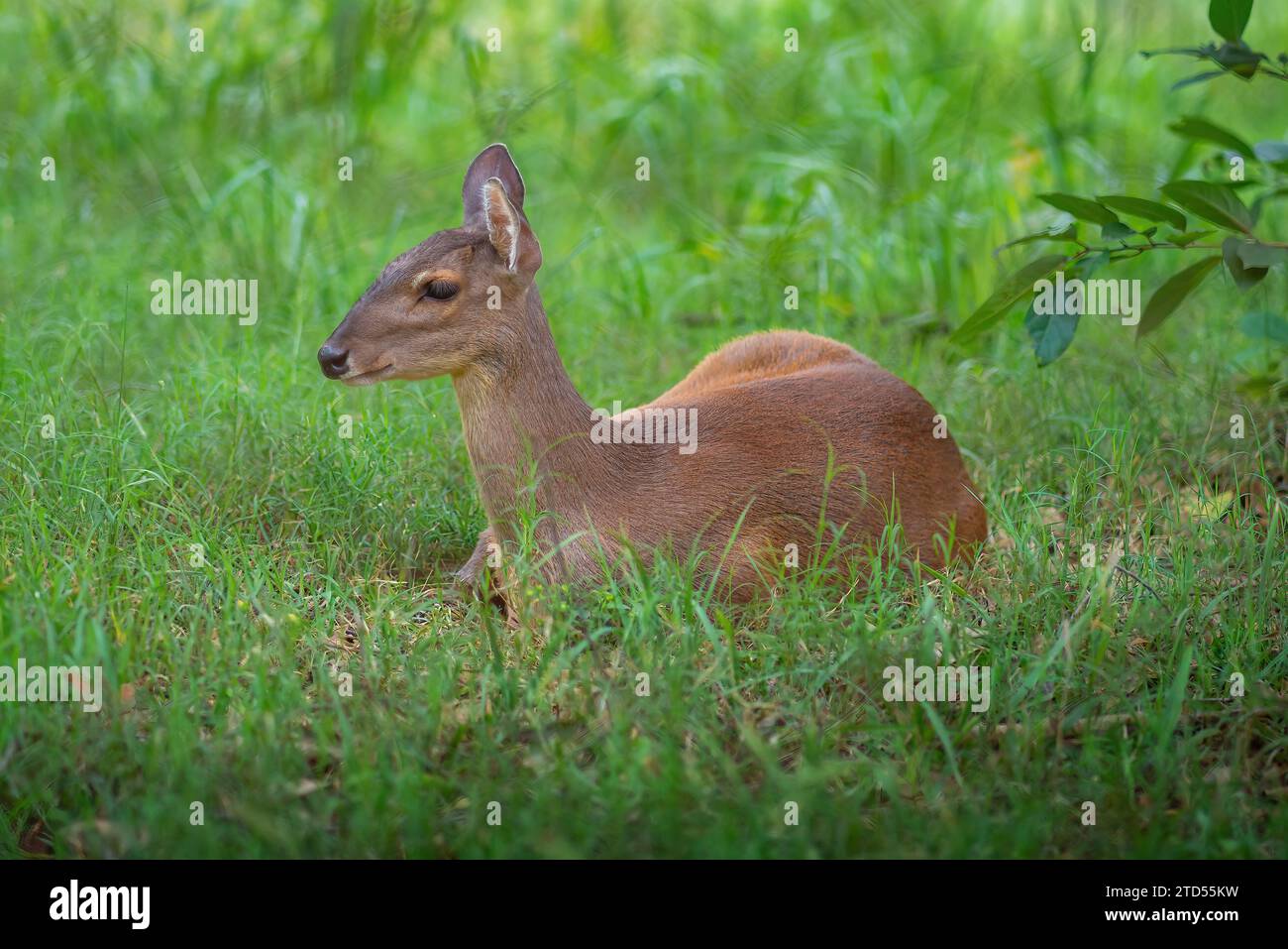 Weibliche graue Brocket (Mazama gouazoubira) - Südamerikanischer Hirsch Stockfoto