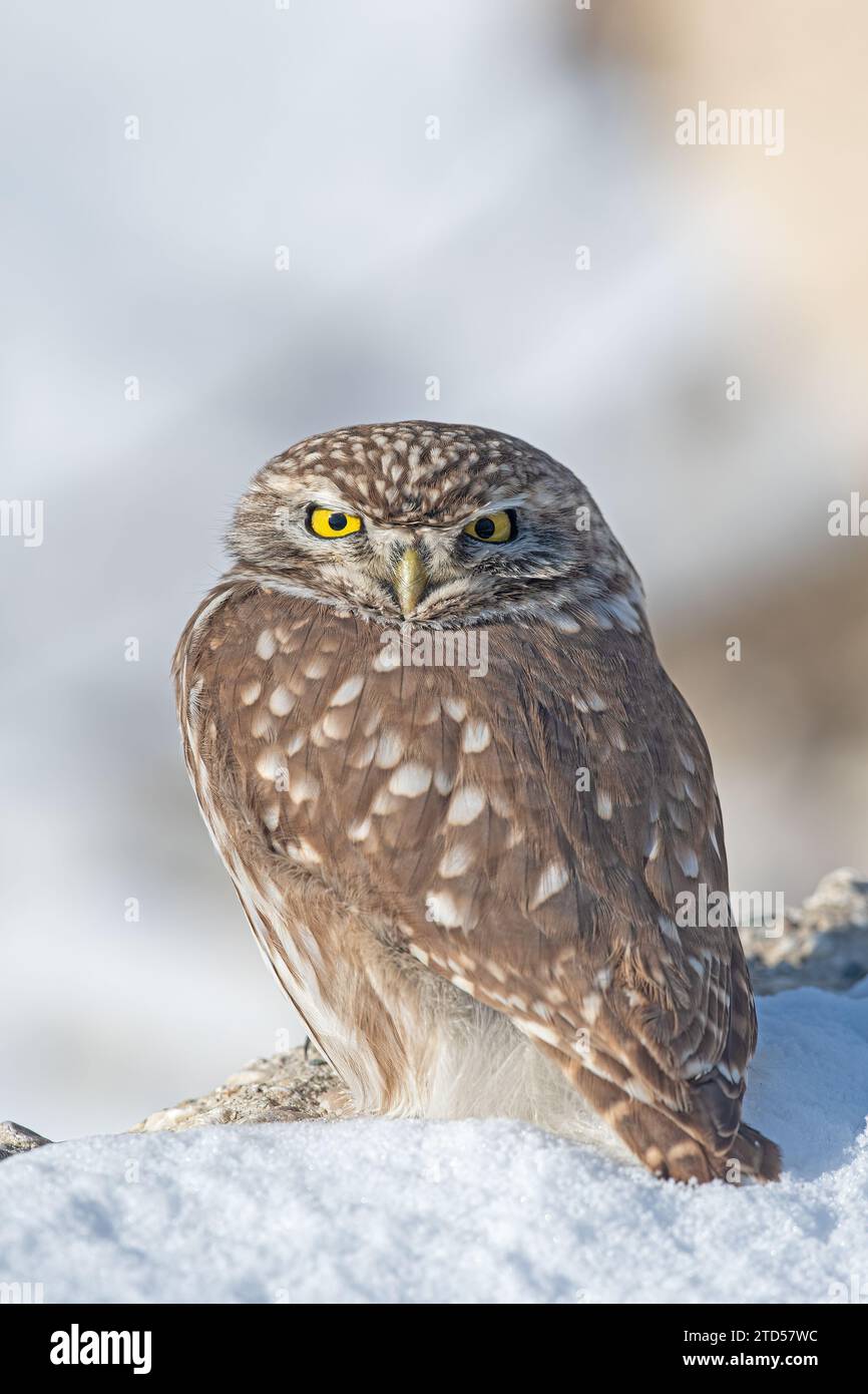 Die kleine Eule (Athene noctua) auf Schnee. Stockfoto