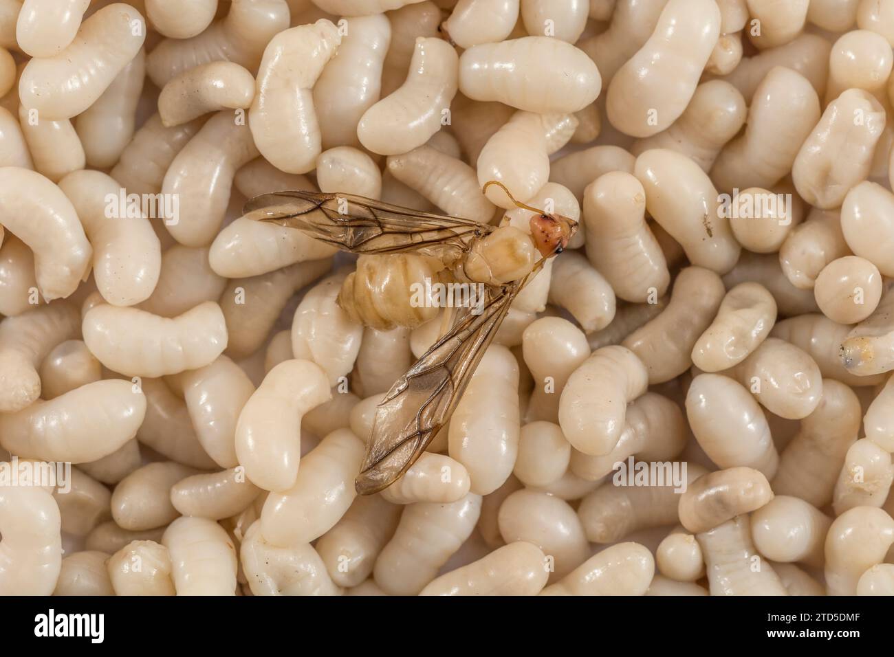 Nahaufnahme von Ameisenlarven. Ich bin mir nicht sicher, welche Art, aber sie sind etwa 1 cm lang. In Thailand wurde er als Kai Mod Dang verkauft und als Snack-Food verwendet. Geflügelter Erwachsener Stockfoto