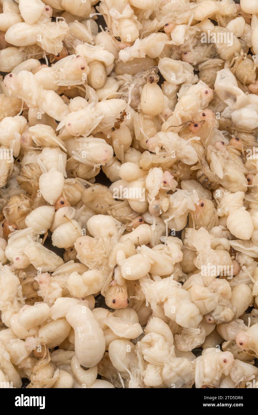 Nahaufnahme von Ameisenpuppen - nicht sicher, welche Art, aber diese sind über 1 cm lang, und in Thailand als Kai Mod Dang. Sie werden als Snack-Food verwendet. Stockfoto
