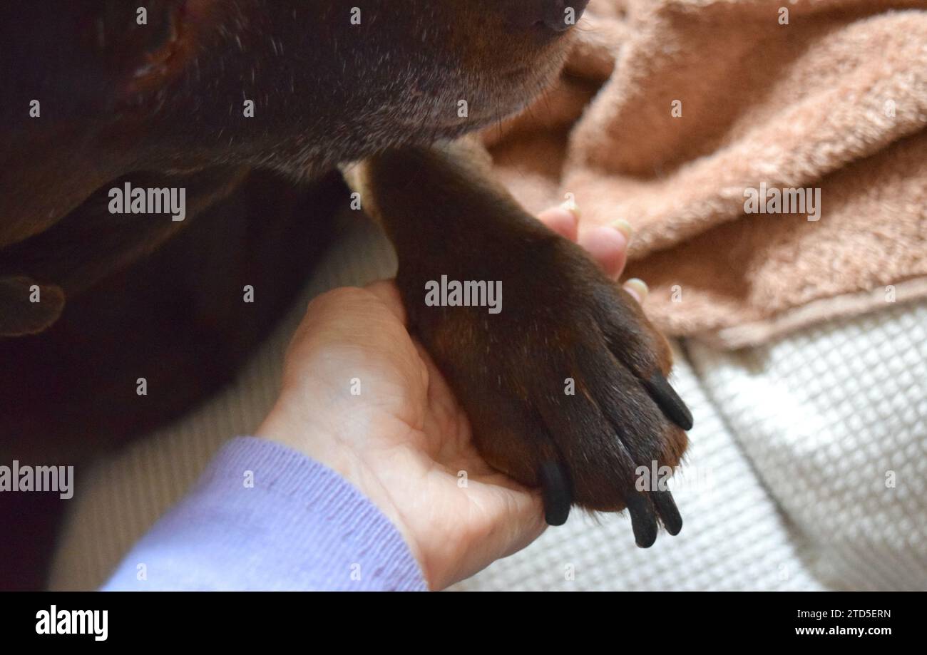Labrador Hundepfoten aus nächster Nähe. Stockfoto