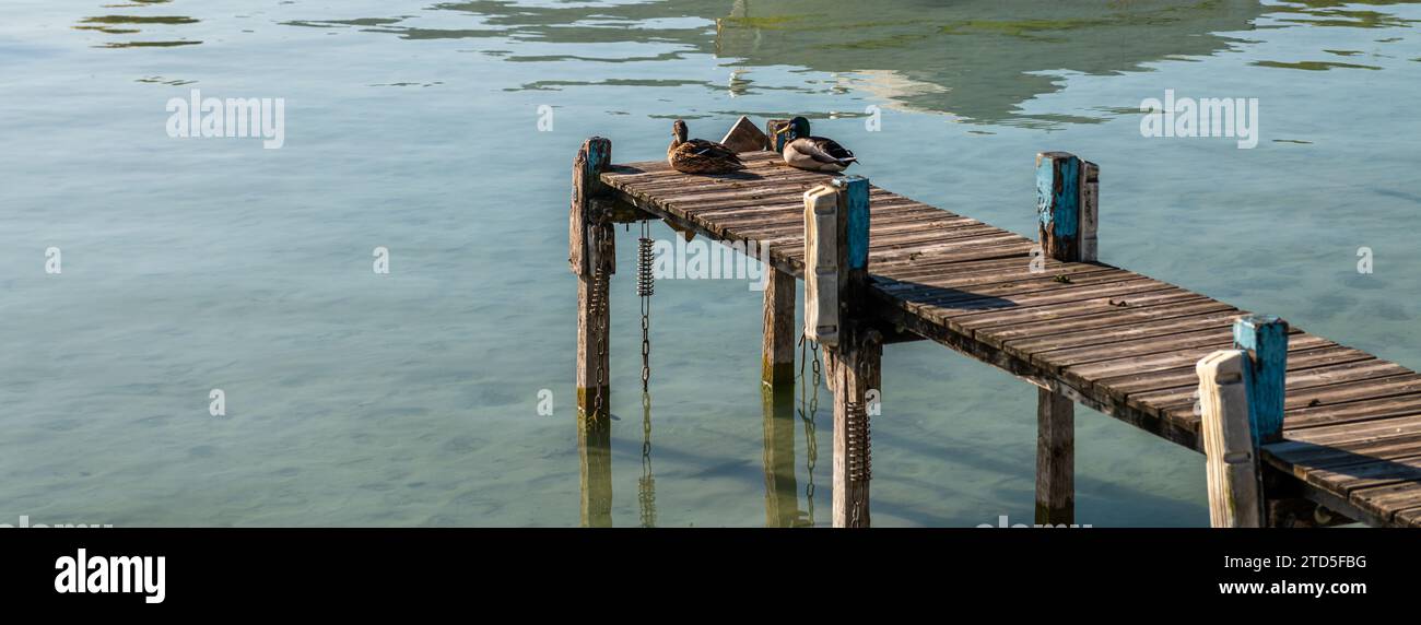 Ein paar Enten ruhen auf einem Ponton am See Annecy in Haute Savoie, Frankreich Stockfoto