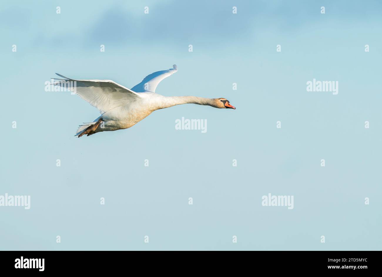 Stummer Schwan, Cygnus olor, einzelner erwachsener Vogel, der über das Vogelreservat fliegt, Cley-next-the-Sea, Norfolk, Vereinigtes Königreich Stockfoto