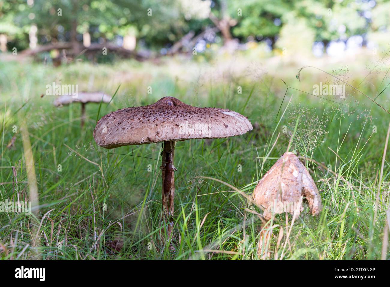 Großer Parasolpilz im Naturpark Siddeburen in der Gemeinde Midden-Groningen in der Provinz Groningen in den Niederlanden Stockfoto