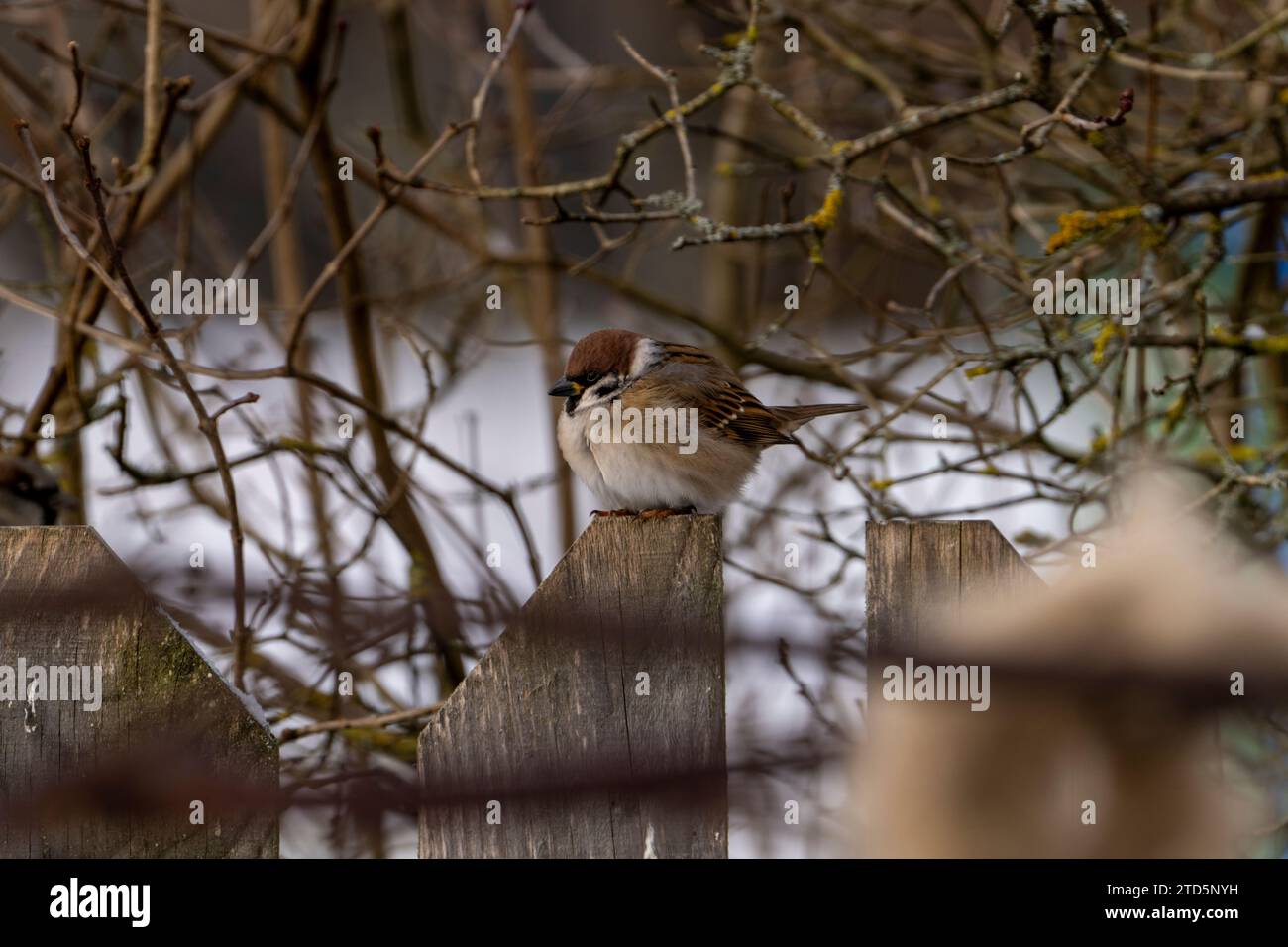 Passer montanus Familie Passeridae Gattung Passer Eurasischer Baumspatzen Deutscher Spatzen Stockfoto