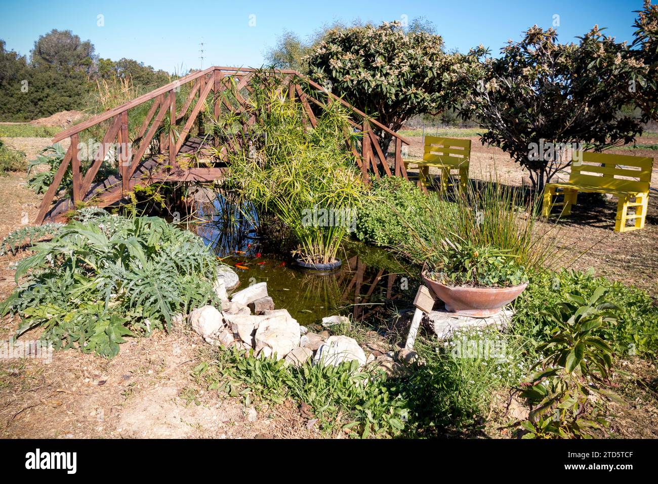 Kleine Holzbrücke über einen Teich mit Karpfen und üppiger Vegetation Stockfoto