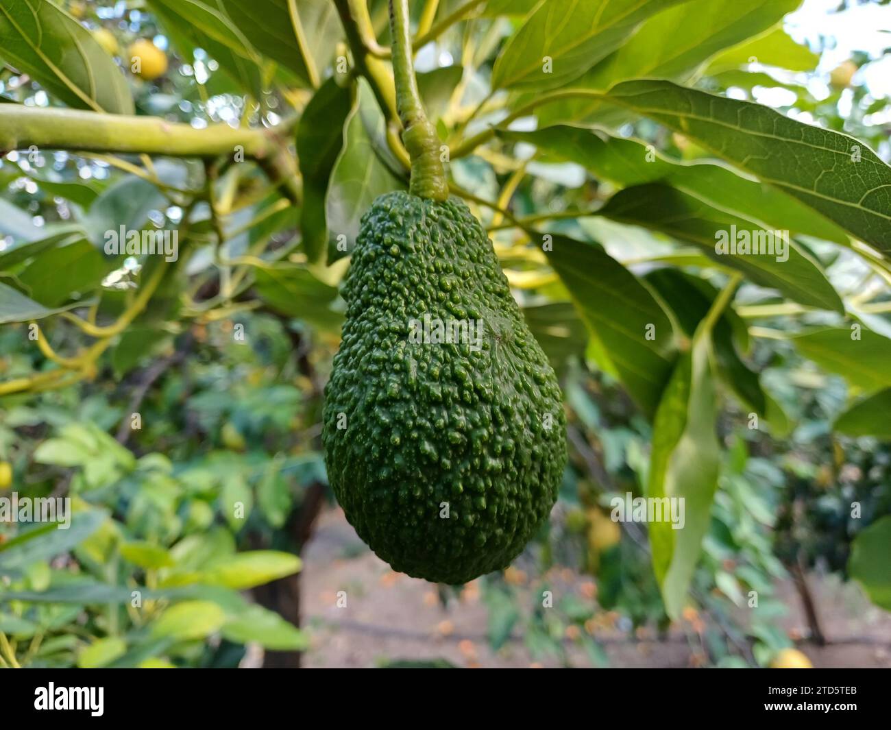 Reife Avocadofrüchte an den Zweigen. Stockfoto