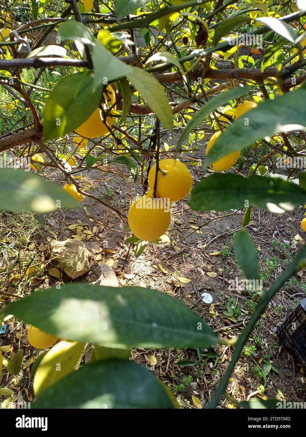 Reife Zitronen, saftige und gelbe Zitronen auf Ästen im Garten. Stockfoto