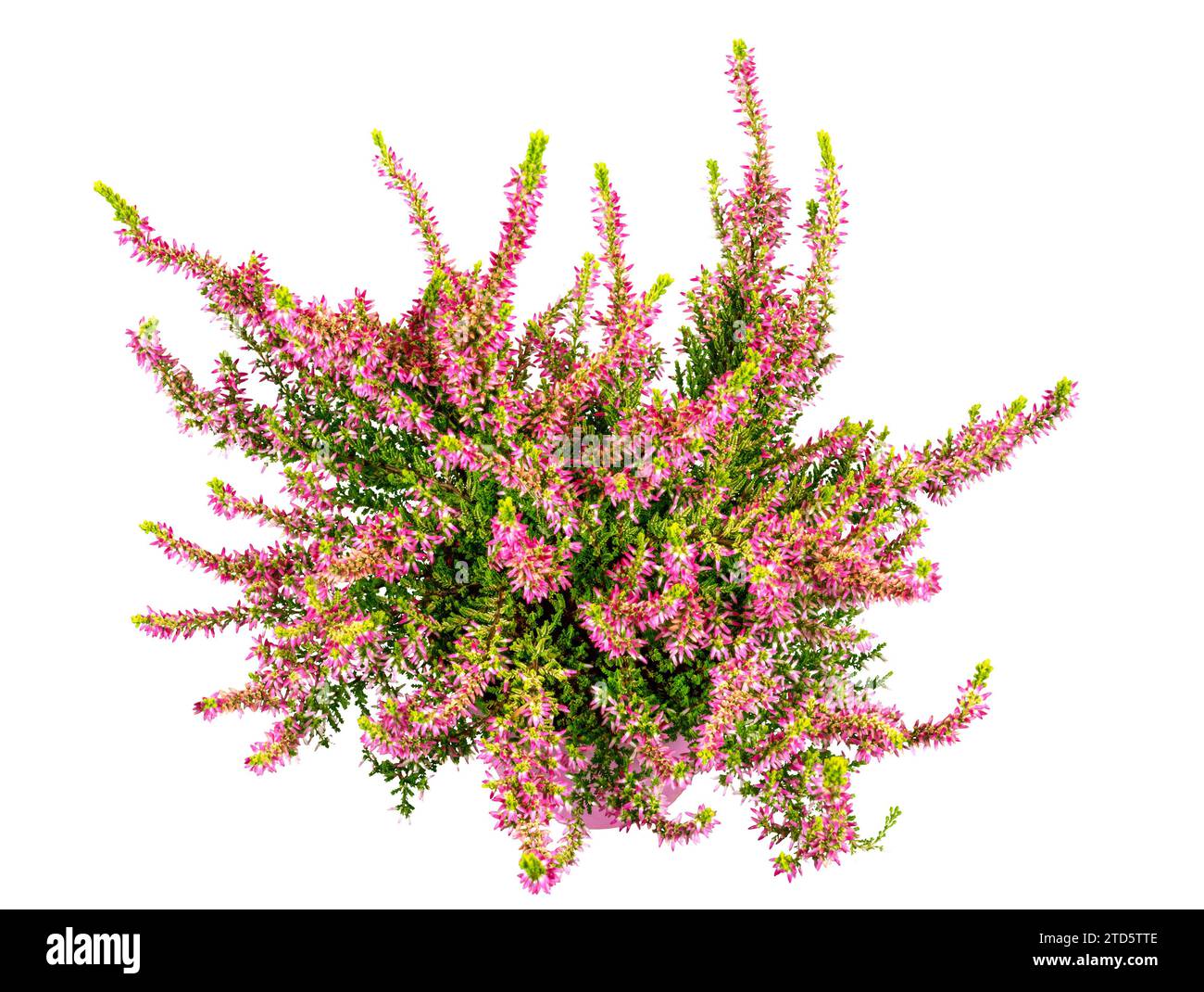 Isolierte Topfwinterblütige Heidepflanze (erica Carnea) Stockfoto