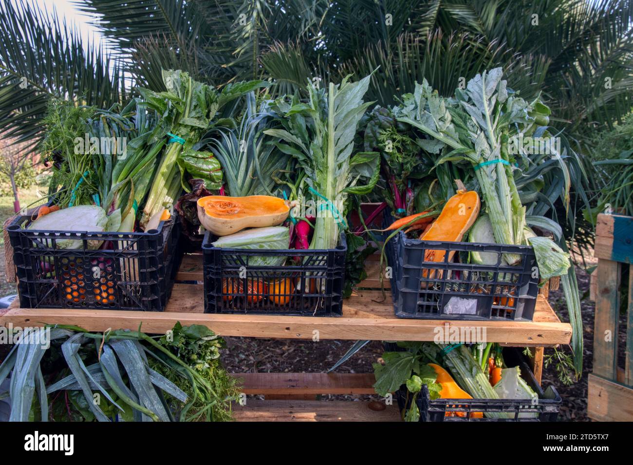 Kisten mit frisch geerntetem Bio-Gemüse Stockfoto