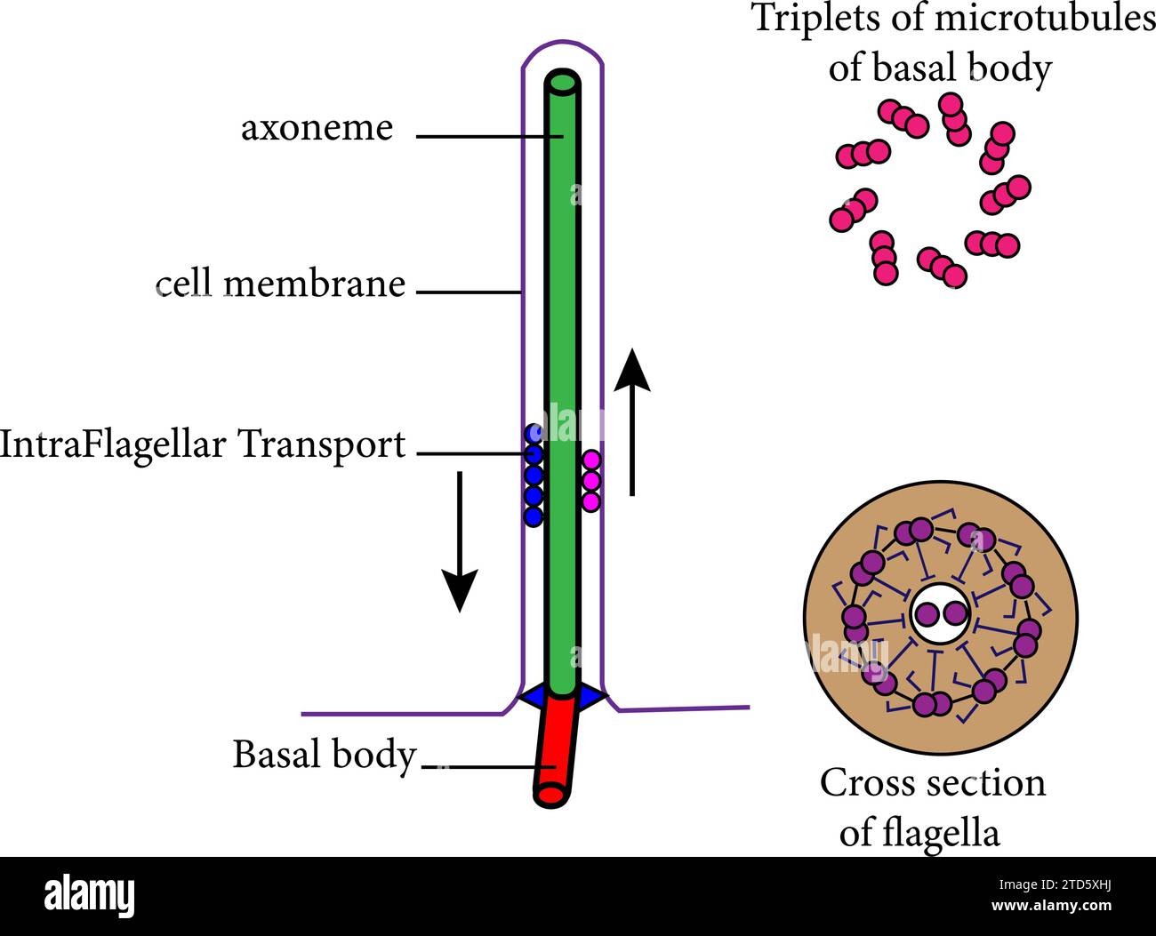 Diagramm der eukaryotischen Flagella.Vektor-Illustration. Stock Vektor