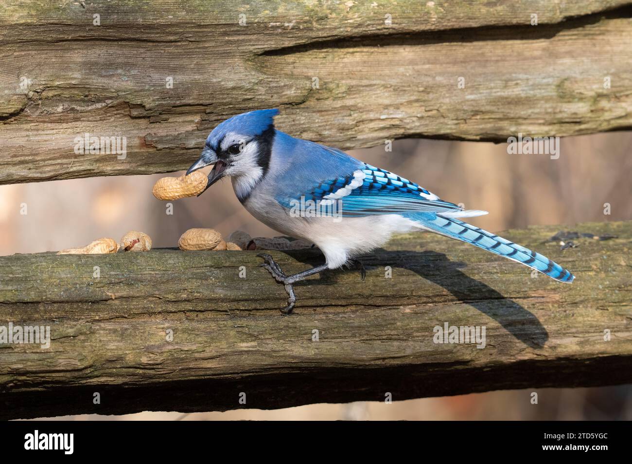 Ein Blue jay hilft sich selbst bei einer Erdnuss, die Vogelvögel in der Lynde Shores Conservation Area in Whitby, Ontario, für die Wildtiere verlassen haben. Stockfoto