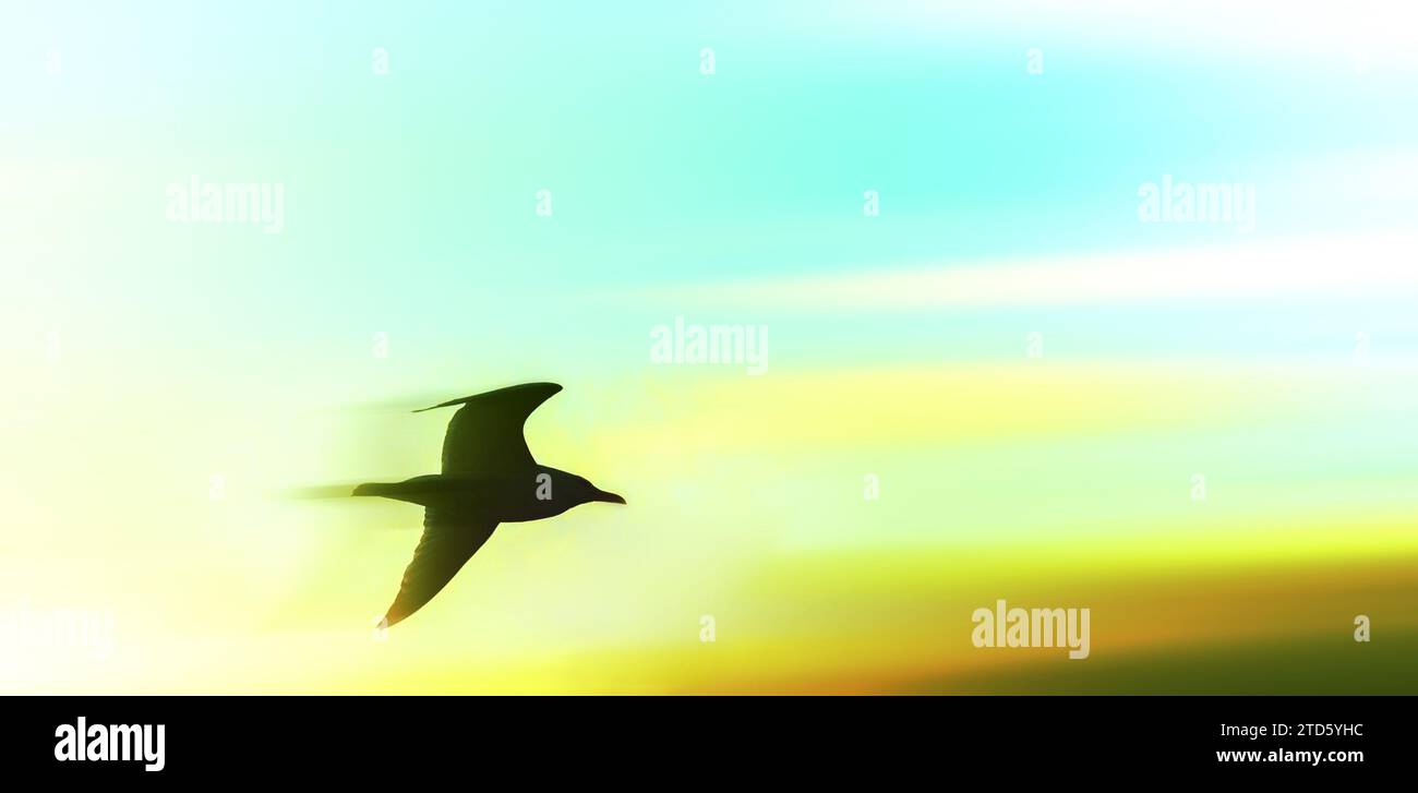 Schneller Vogel, der in den Himmel bei Sonnenuntergang stürzt, mit verschwommener Bewegung Stockfoto