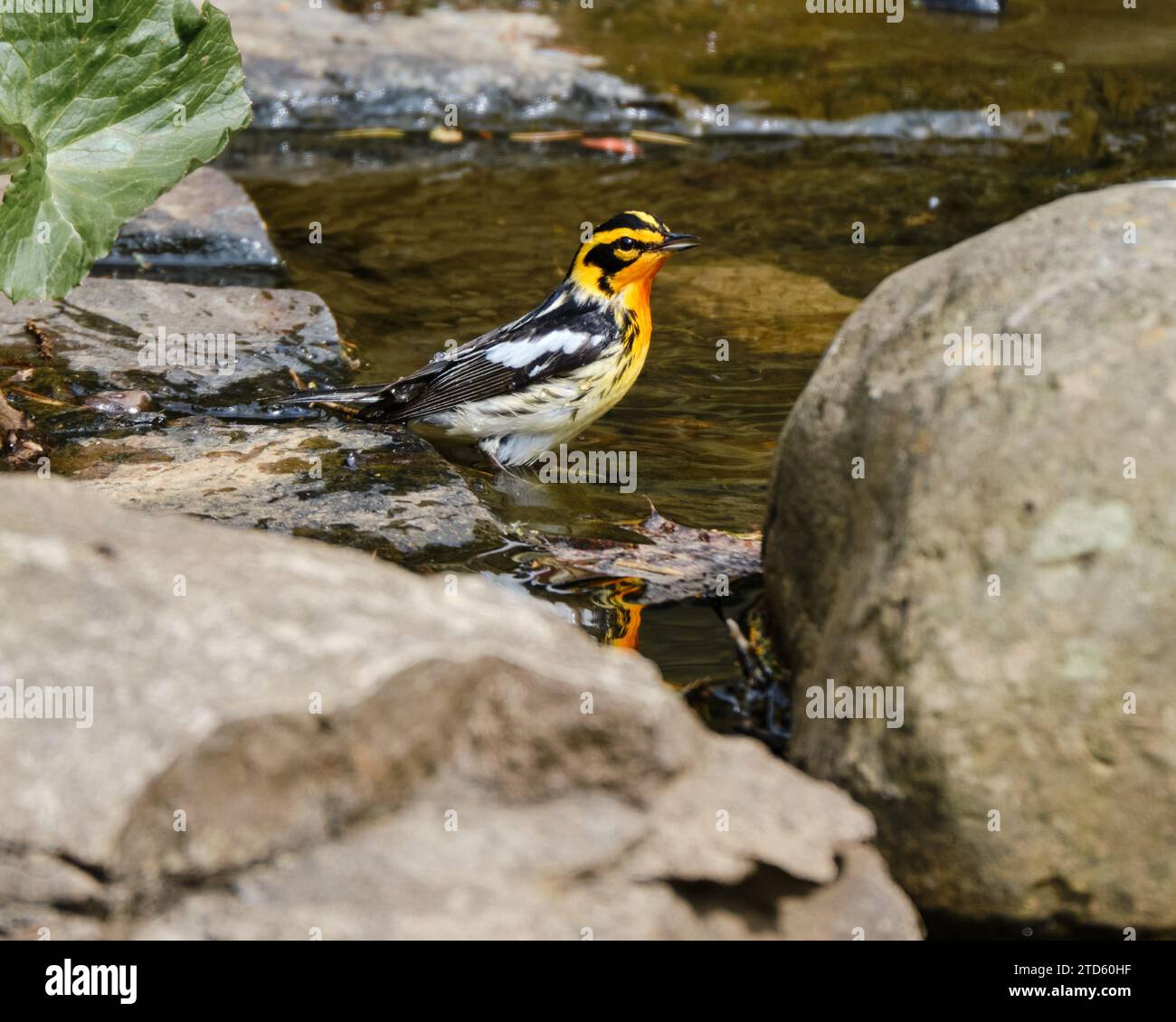 Blackburnian Warbler, Setophaga fusca, Baden in einem kleinen Bach Stockfoto