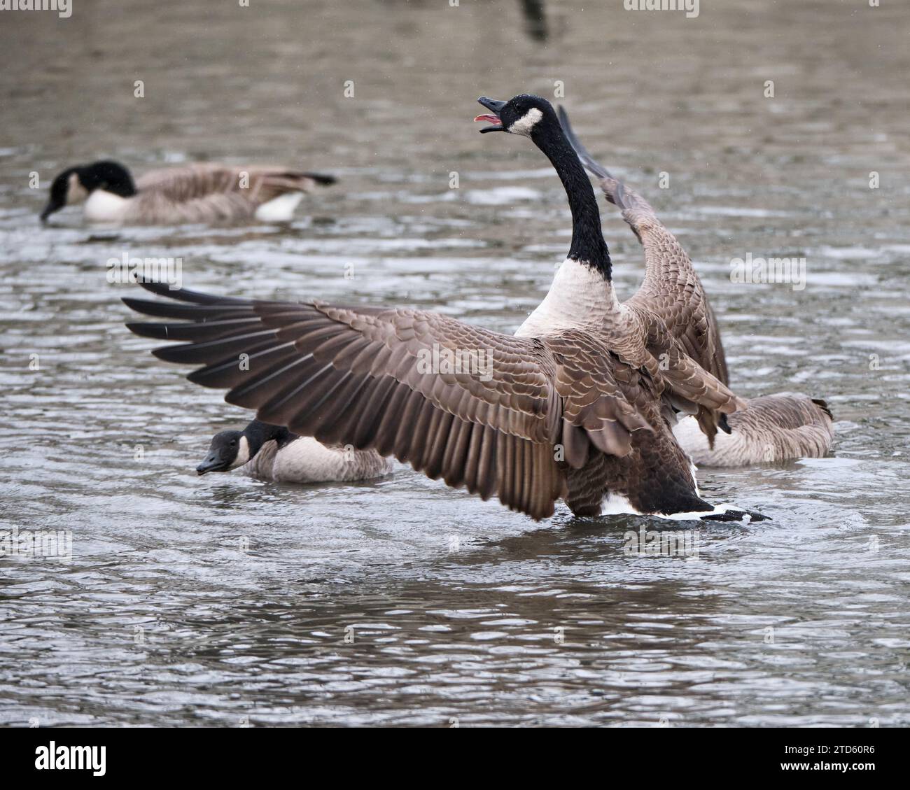 Kanadische Gans, Branta Canadensism, rufe mit offenen Flügeln und Zunge Stockfoto