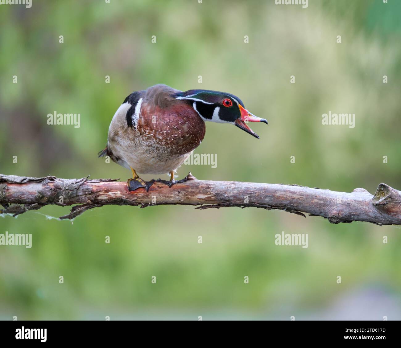 Männliche Holzente, die auf einem Baumzweig sitzt und Eindringlinge durch Kackern abwehrt Stockfoto