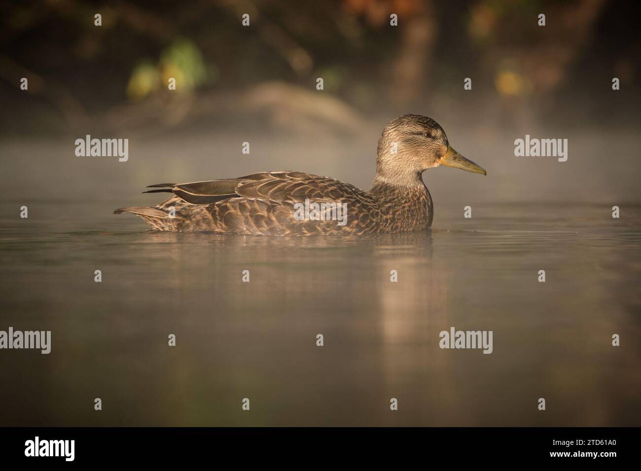 Weibliche Stockenten auf Teich im Nebel am frühen Morgen Stockfoto