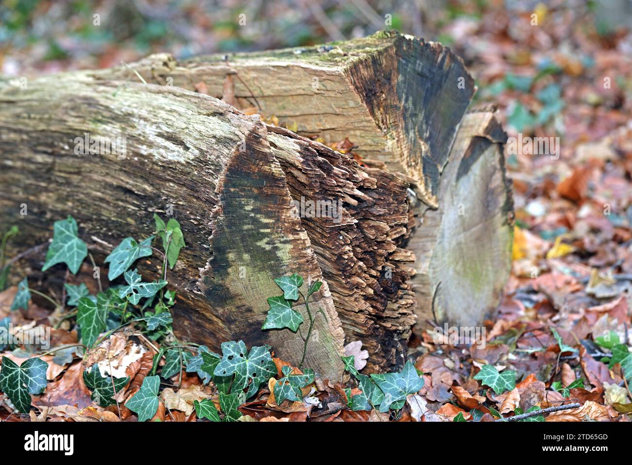 LEBENSRAUM Totholz im Wald Totholz im Zerfall ist im Wald ein Fragment in der Bildung von facettenreichen Lebensgemeinschaften, die für den Biotop- und Artenschutz von Bedeutung sind. *** Deadwood Habitat im Wald das verfallende Totholz im Wald ist ein Fragment bei der Bildung verschiedener Biokoenosen, die für den Biotope- und Artenschutz wichtig sind Stockfoto