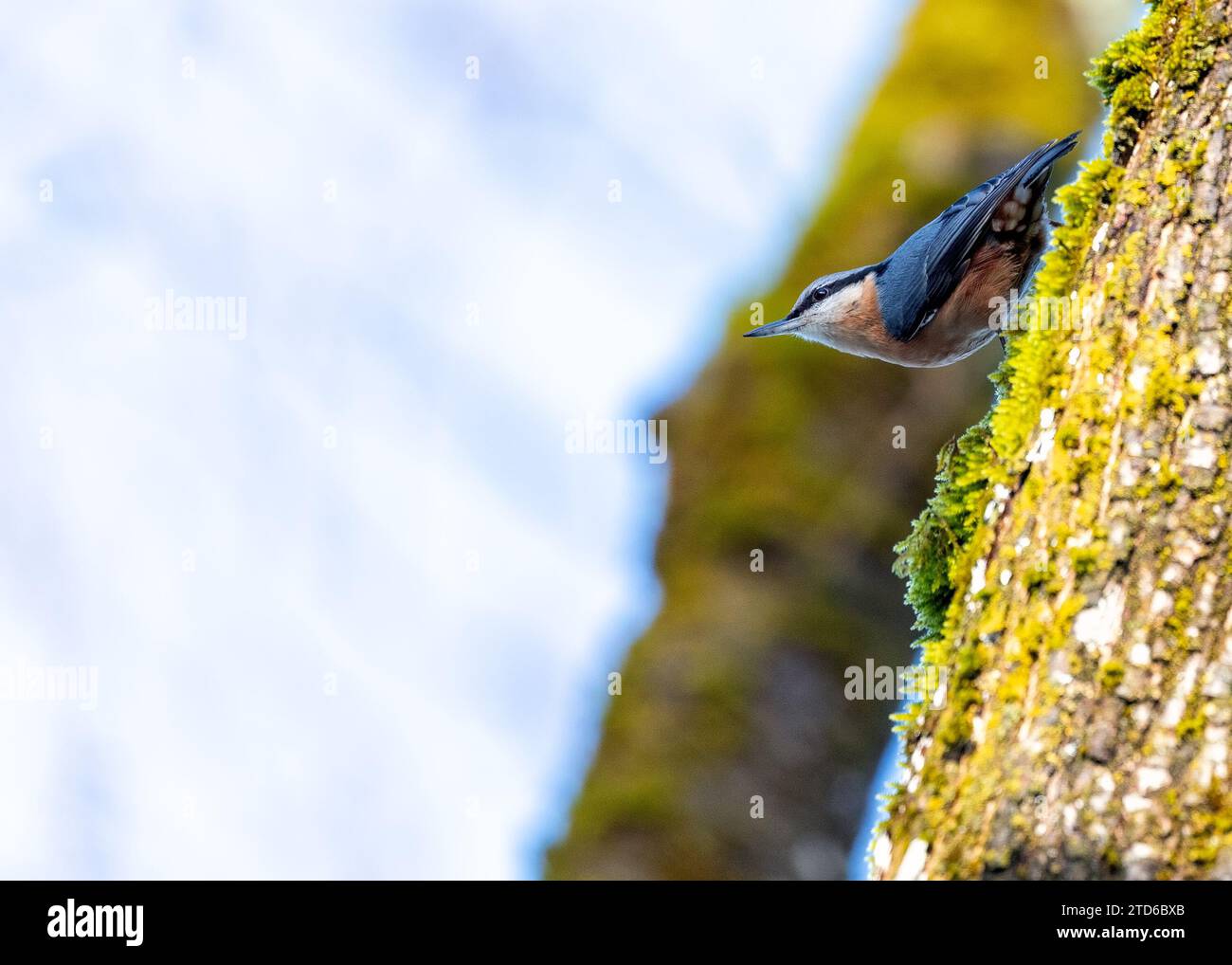 Die energiegeladene Eurasische Nuthatch (Sitta europaea), ein waldakrobat, der durch europäische Wälder navigiert. Anerkannt durch seine unverwechselbare, umgedrehte Futtersuche, Stockfoto