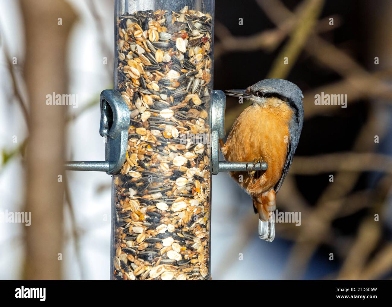 Die energiegeladene Eurasische Nuthatch (Sitta europaea), ein waldakrobat, der durch europäische Wälder navigiert. Anerkannt durch seine unverwechselbare, umgedrehte Futtersuche, Stockfoto