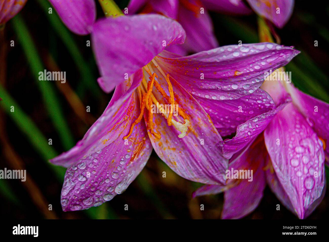 In der bezaubernden Morgenumarmung von Arusha, Tansania, taucht eine zarte rosa Lilie als Symbol der Gnade der Natur auf. Die Blütenblätter, geküsst von sanften Rindr Stockfoto