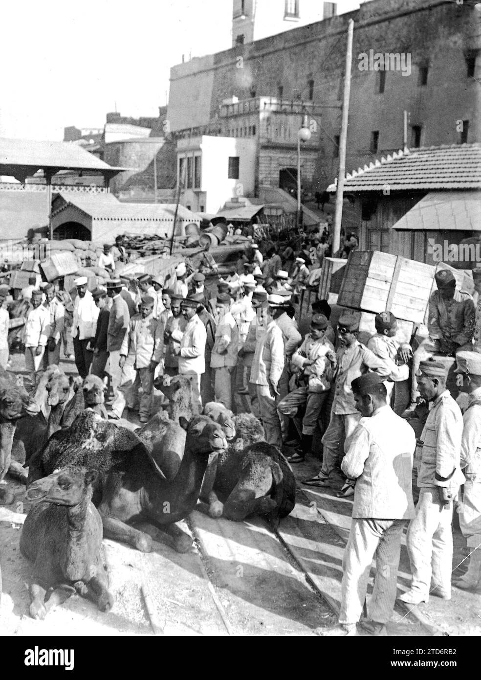 08/31/1909. Neue Transportelemente. Aspekte des Militärdocks von Melilla während der Ausschiffung der Kamele, die für den Konvoi-Dienst beauftragt wurden. Quelle: Album / Archivo ABC / Francisco Goñi Stockfoto