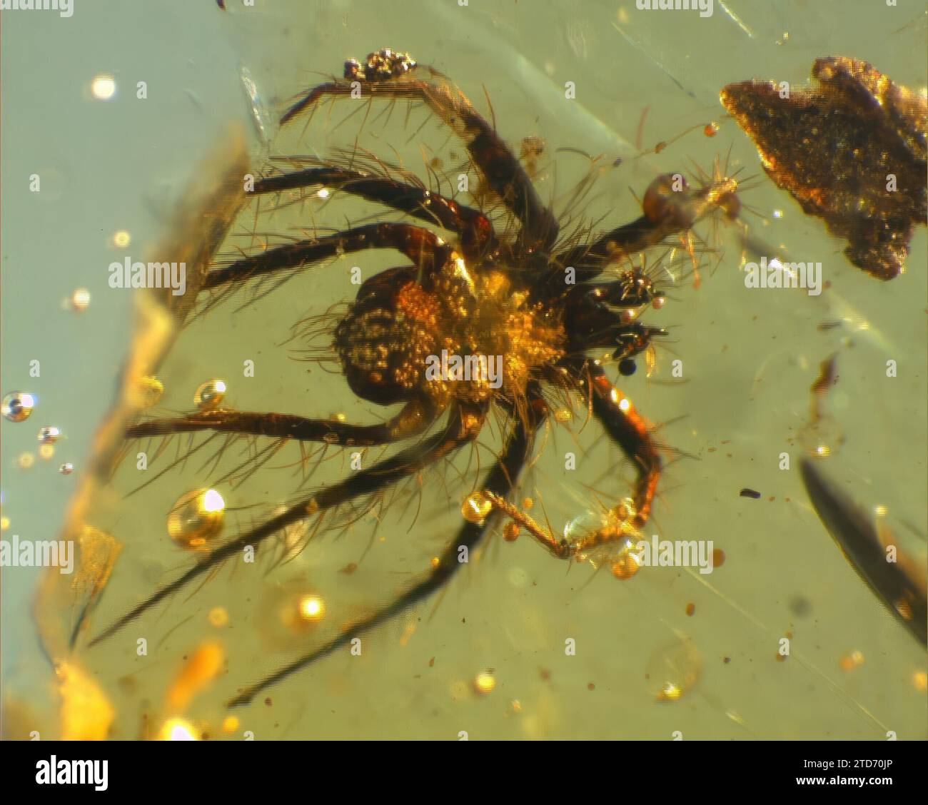 Madrid 10-25-2007 Bericht für Wissenschaft über die Nutzung und Untersuchung der Bernsteinvorkommen durch die Mitglieder des Naturwissenschaftlichen Museums von Vitoria Jesus Alonso und Rafael Lopez Foto Jaime Garcia Archdc im Bild Insekten in der Amber Acariforme Nymphe gefunden. Quelle: Album / Archivo ABC / Jaime García Stockfoto