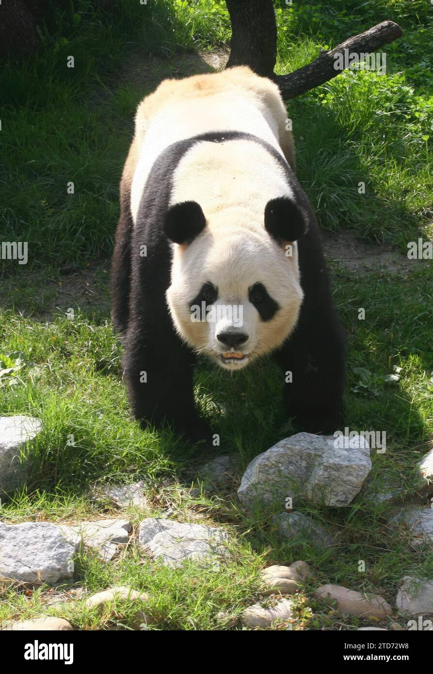 Madrid 09-19-2007 Offizielle Präsentation des Paares von Riesenpandas aus dem Zoo des Aquariums von Madrid unter dem Vorsitz Ihrer Majestät Königin Sofia, begleitet von Bürgermeister Alberto Ruiz Gallardon Foto Jaime Garcia Archdc. Quelle: Album / Archivo ABC / Jaime García Stockfoto