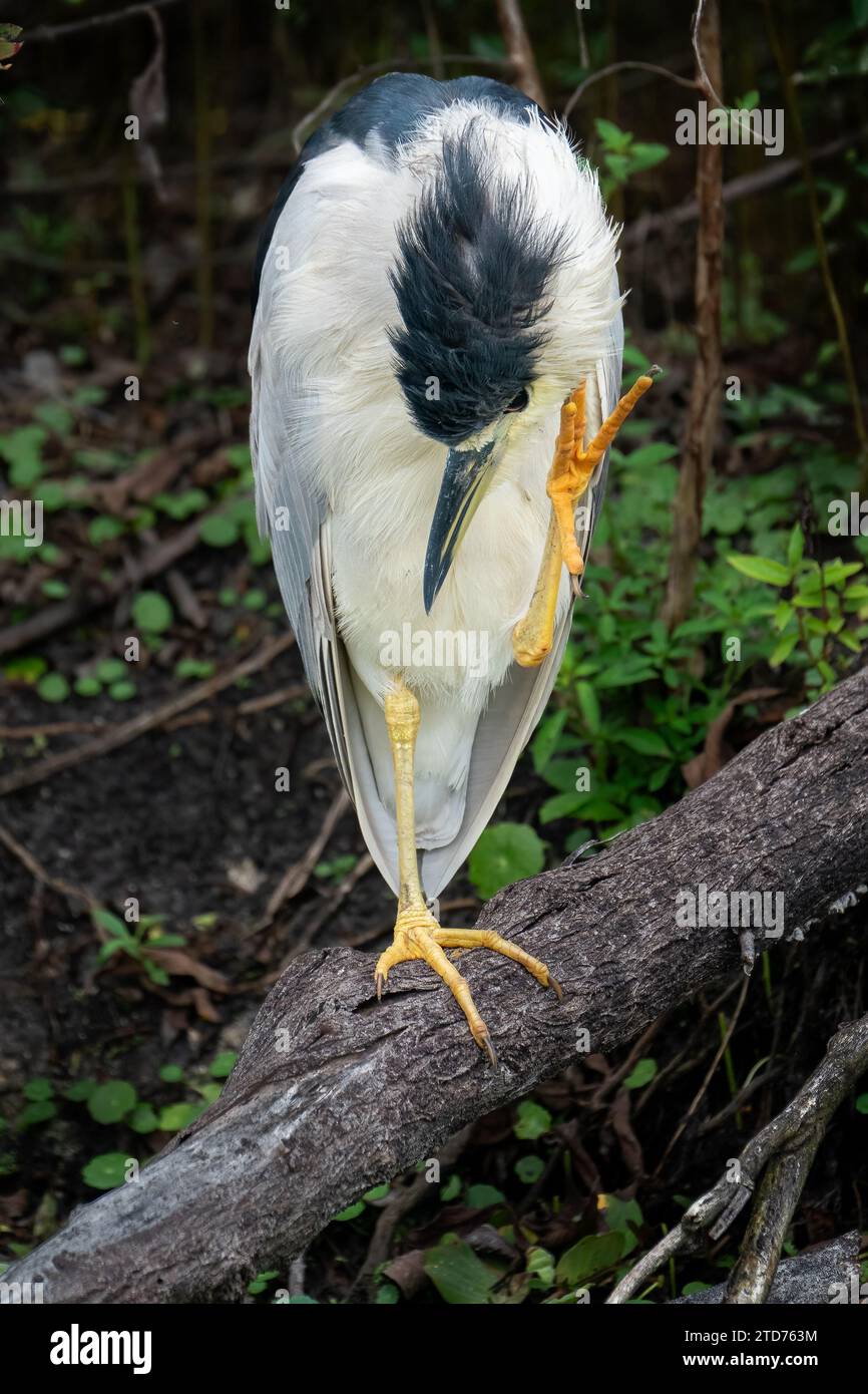 Ein schwarz gekrönter Nachtreiher kratzt einen Juckreif. Stockfoto