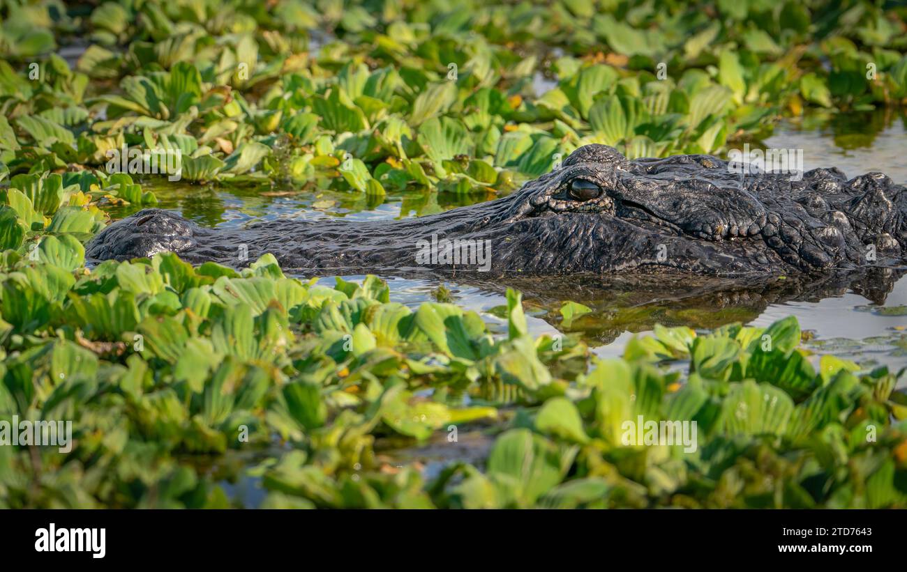 Ein amerikanischer Alligator, der sich langsam durch ein Feuchtgebiet Floridas bewegt. Stockfoto