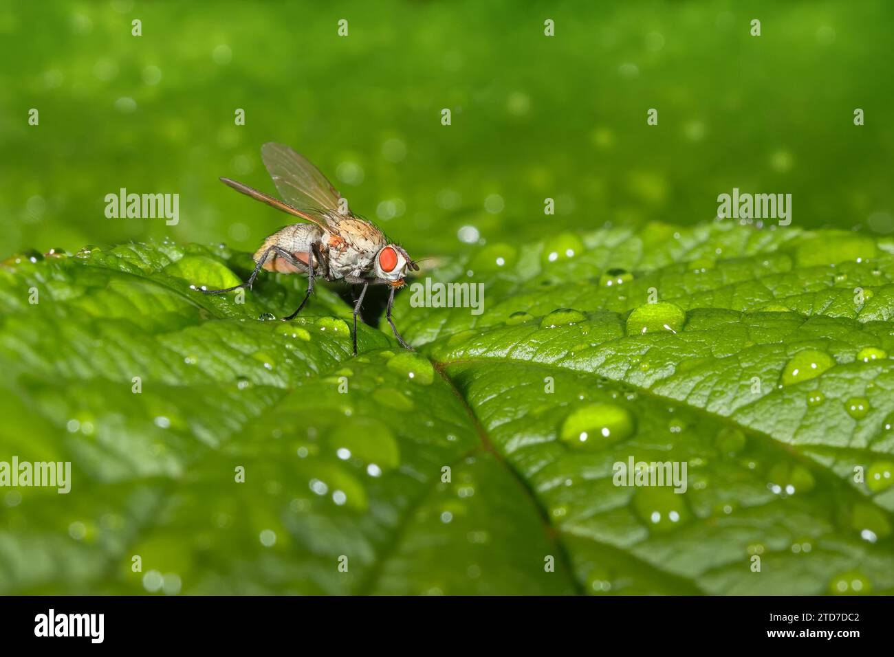 Eine Drosophila-Fliege sitzt auf grünen Blättern mit Wassertropfen. Makrofoto Stockfoto