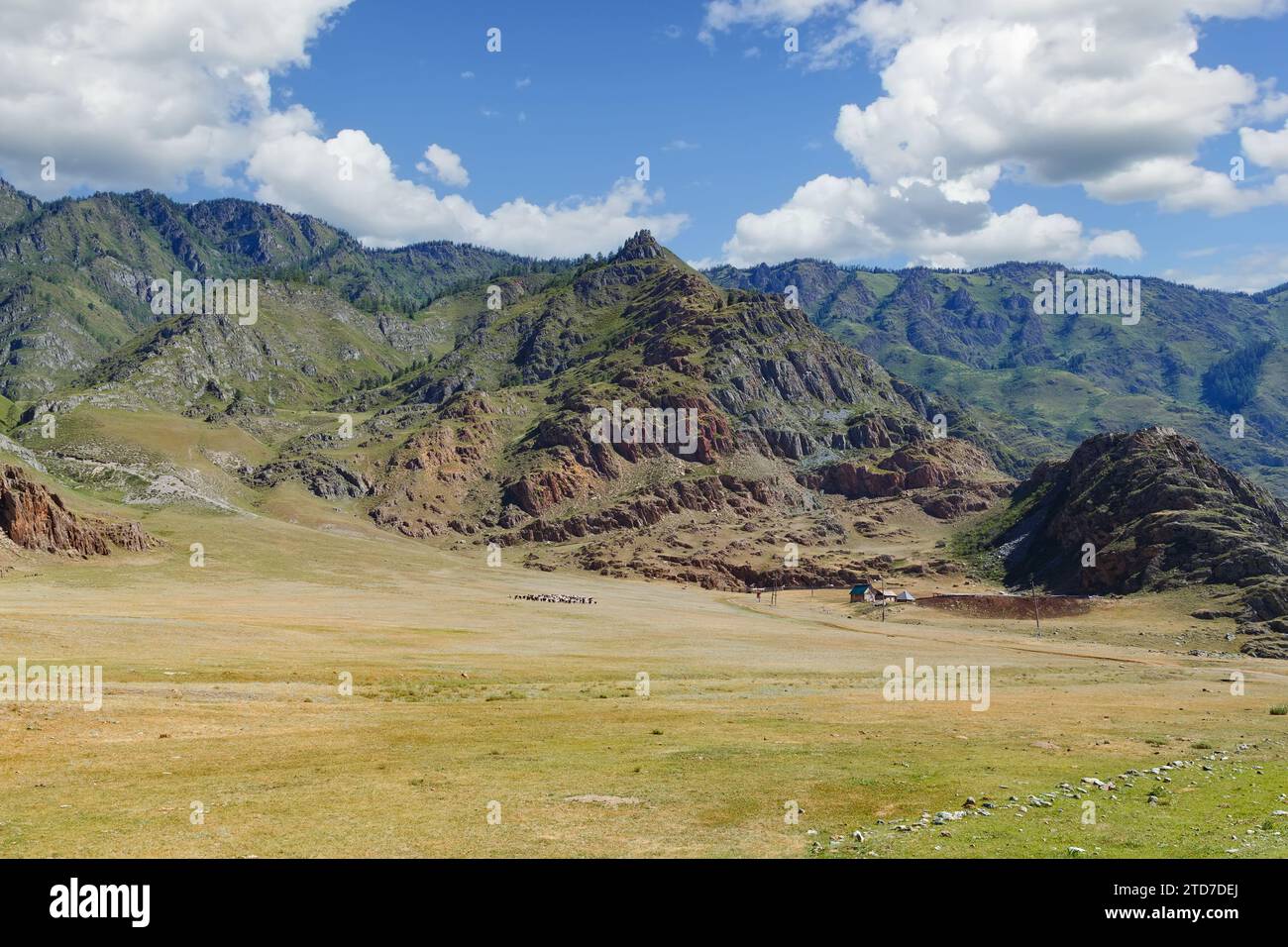 Landschaft mit einem kleinen Dorf und Weidevieh in der Nähe hoher Berge bei gutem Wetter. Republik Altai. Russland. Stockfoto