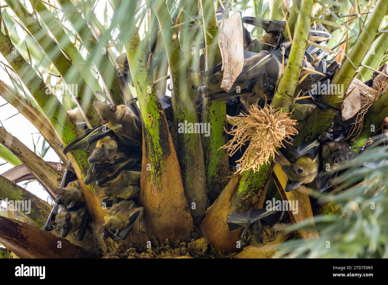 Strohfarbene Obstfledermaus, Eidolon helvum. Eine riesige Kolonie von Fledermäusen auf einer Palme. Stockfoto