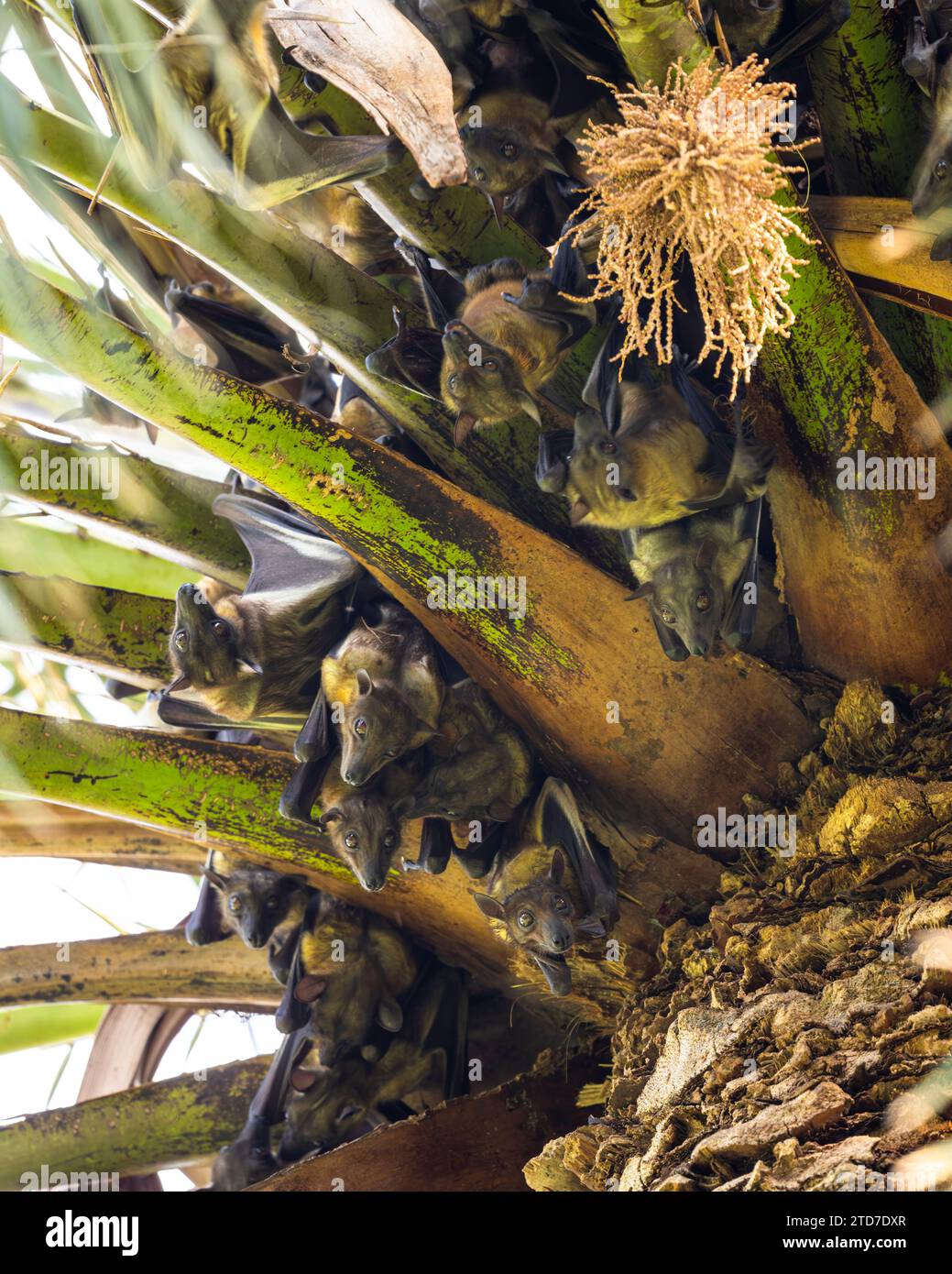 Strohfarbene Obstfledermaus, Eidolon helvum. Eine riesige Kolonie von Fledermäusen auf einer Palme. Stockfoto