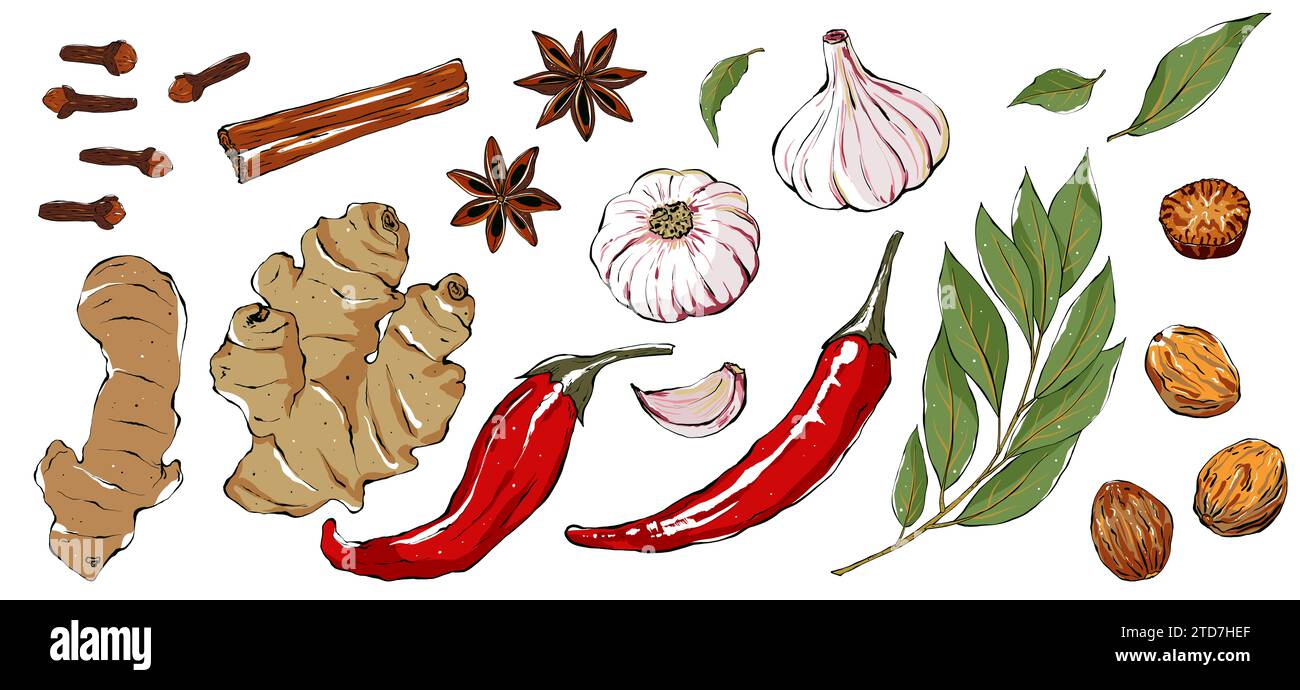 Kräuter und Gewürze. Handgezeichnete Lebensmittelillustration im Skizzenstil. Illustration von aromatischen Pflanzen für Rezept, Verpackung, Logo. Stockfoto