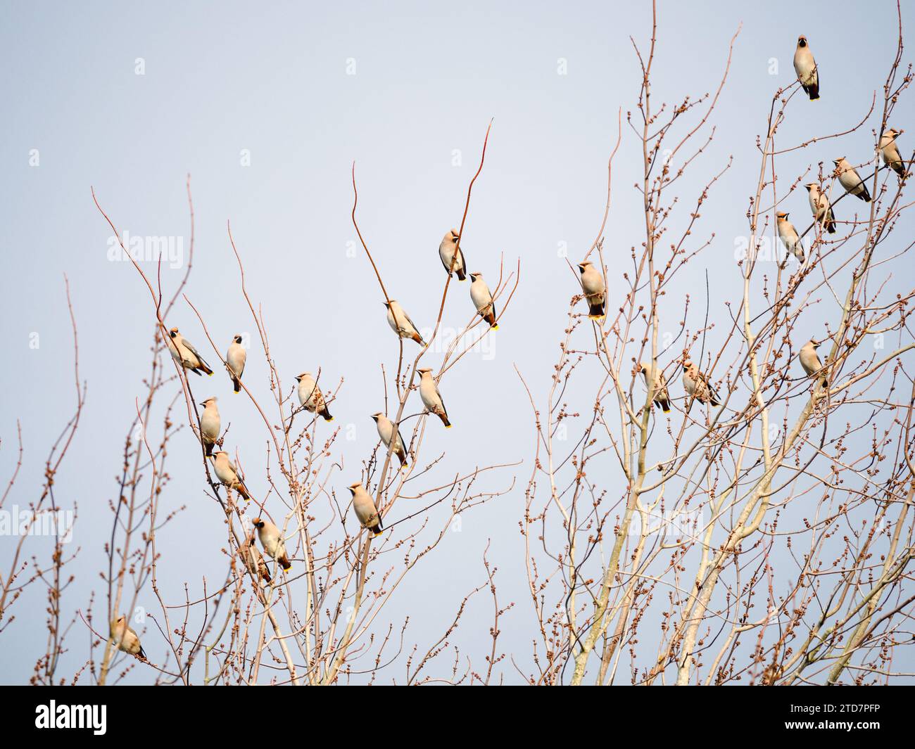 Eine Schar von Wachsflügeln in einem Baum Stockfoto