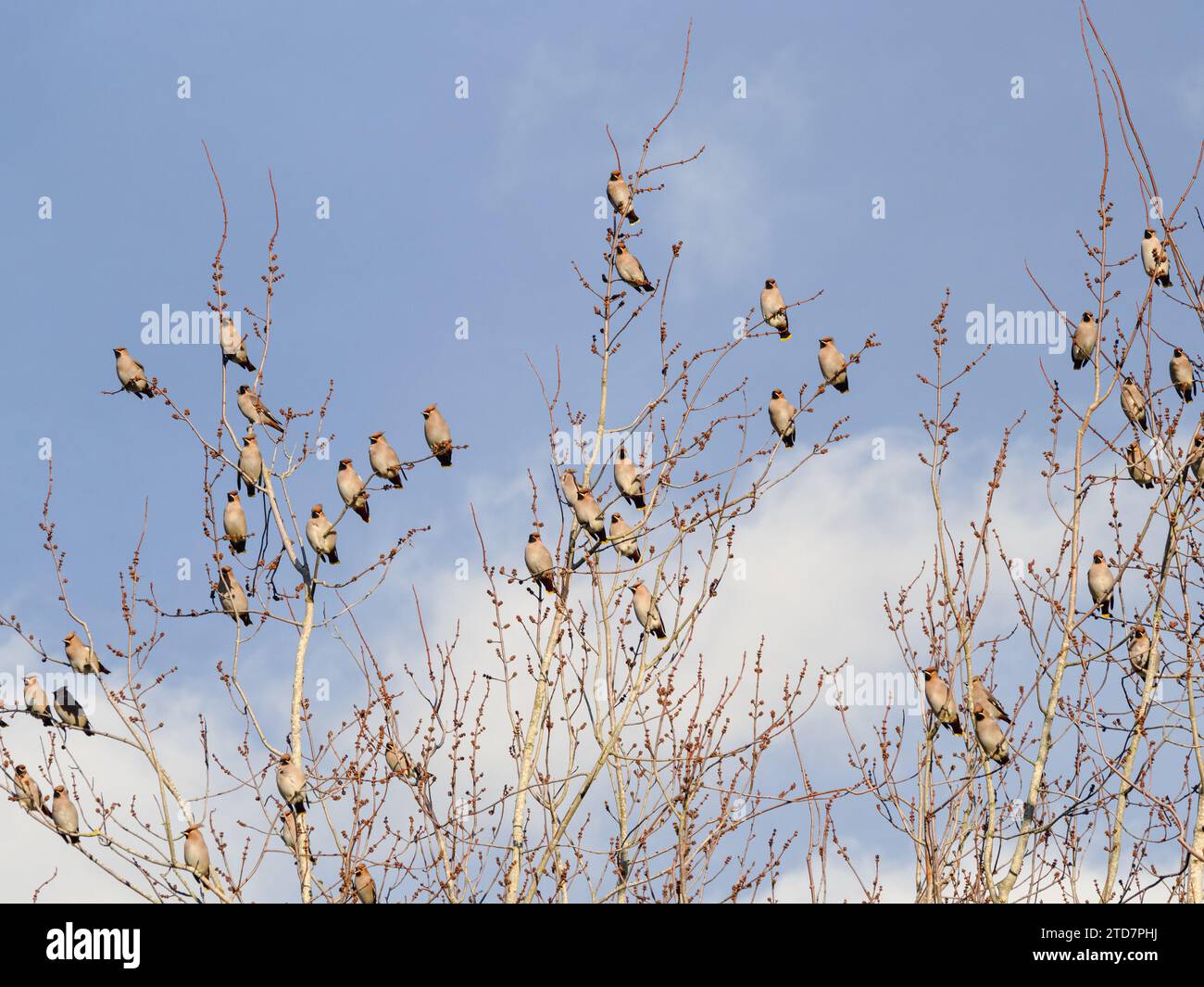 Eine Schar von Wachsflügeln in einem Baum Stockfoto