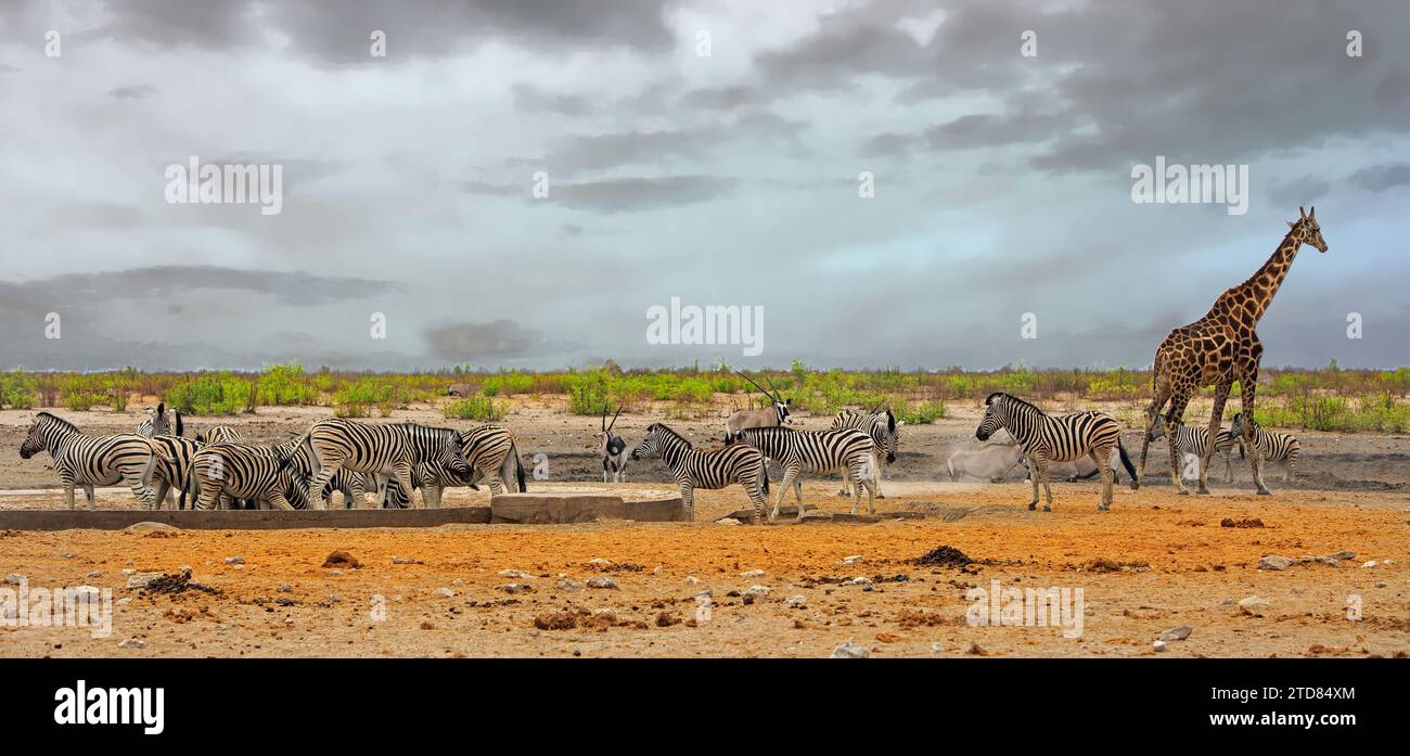 Herde von Burchell Zebra mit einer einsamen Giraffe und Oryx an einem Wasserloch mit natürlichem Hintergrund - Etosha National Park Stockfoto